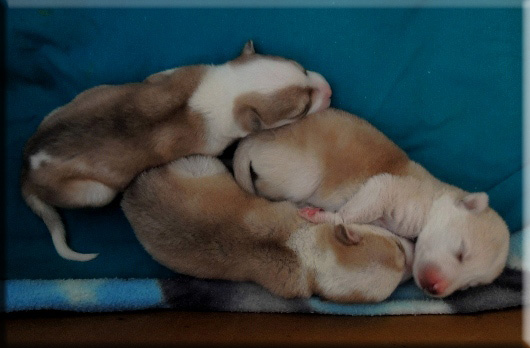 Devna Arora - Housing puppies from the same litter together